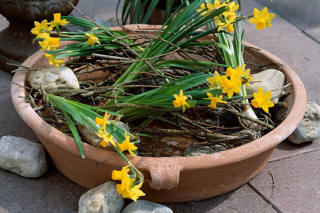 Clay pot with daffodils and twigs (6/6)