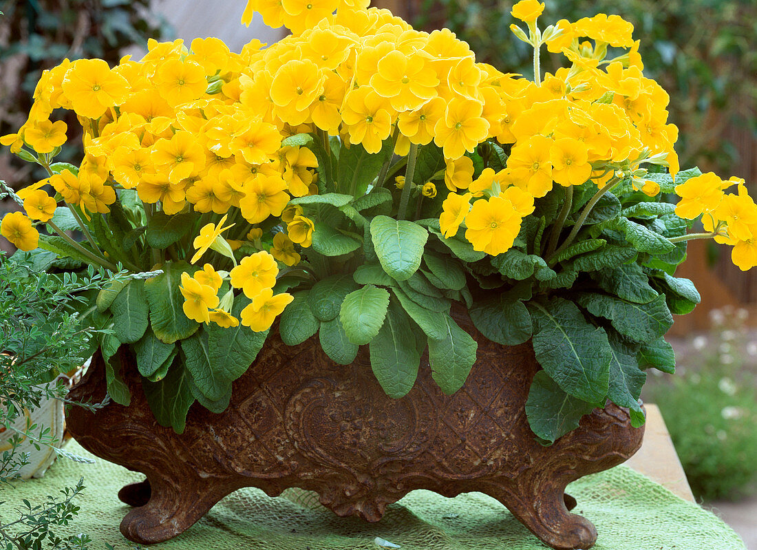 Primula Elatior 'Crescendo Golden Yellow' in iron pot