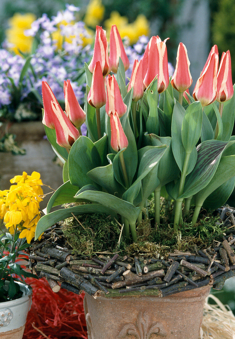 Tulipa 'Authority'