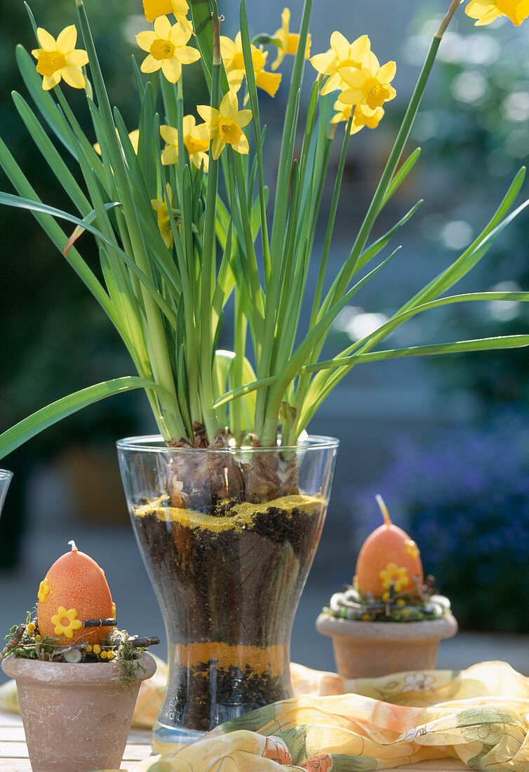 Narcissus 'Tete a tete' in a jar