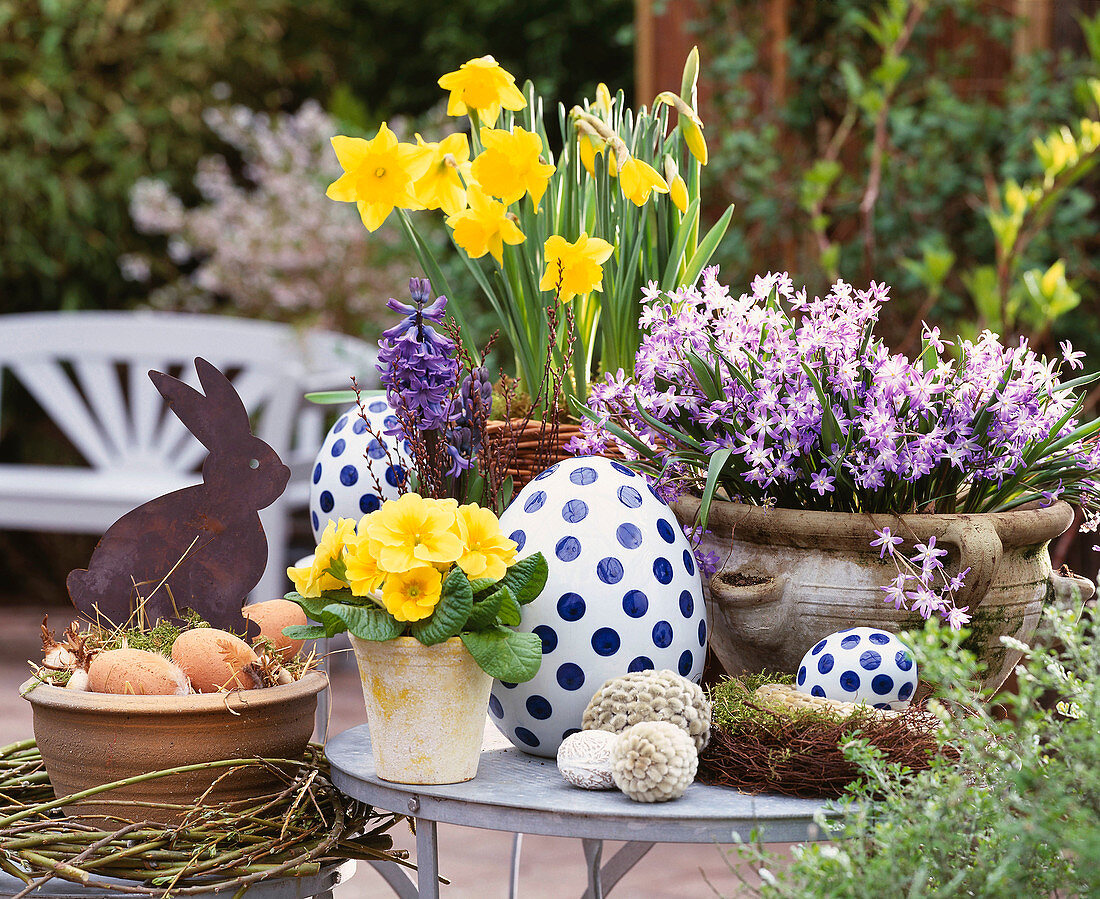 Primula acaulis, Hyacinthus orientalis, Narcissus-Hybr