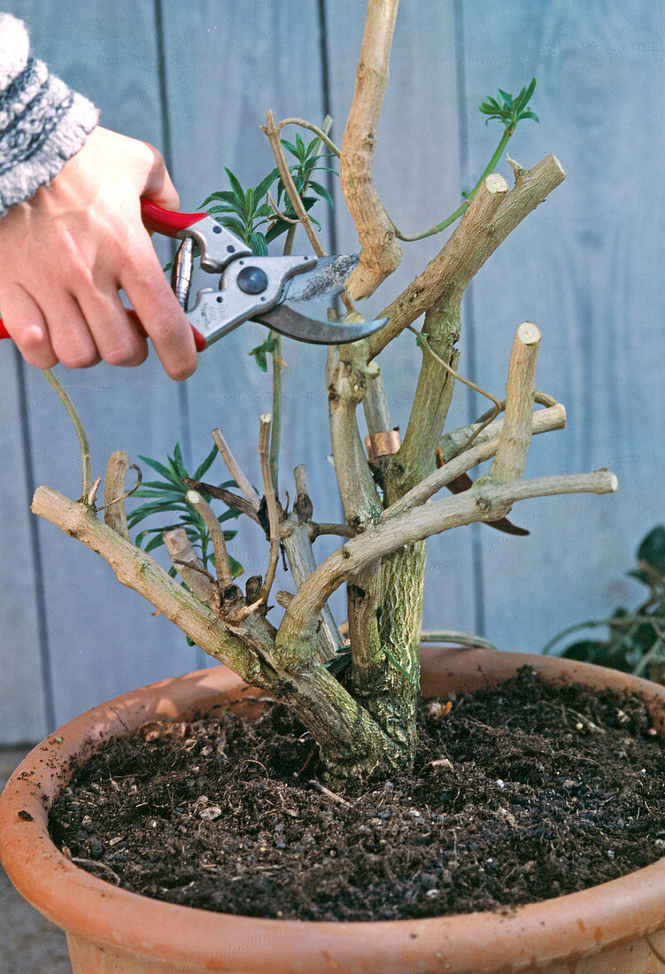 Cestrum elegans