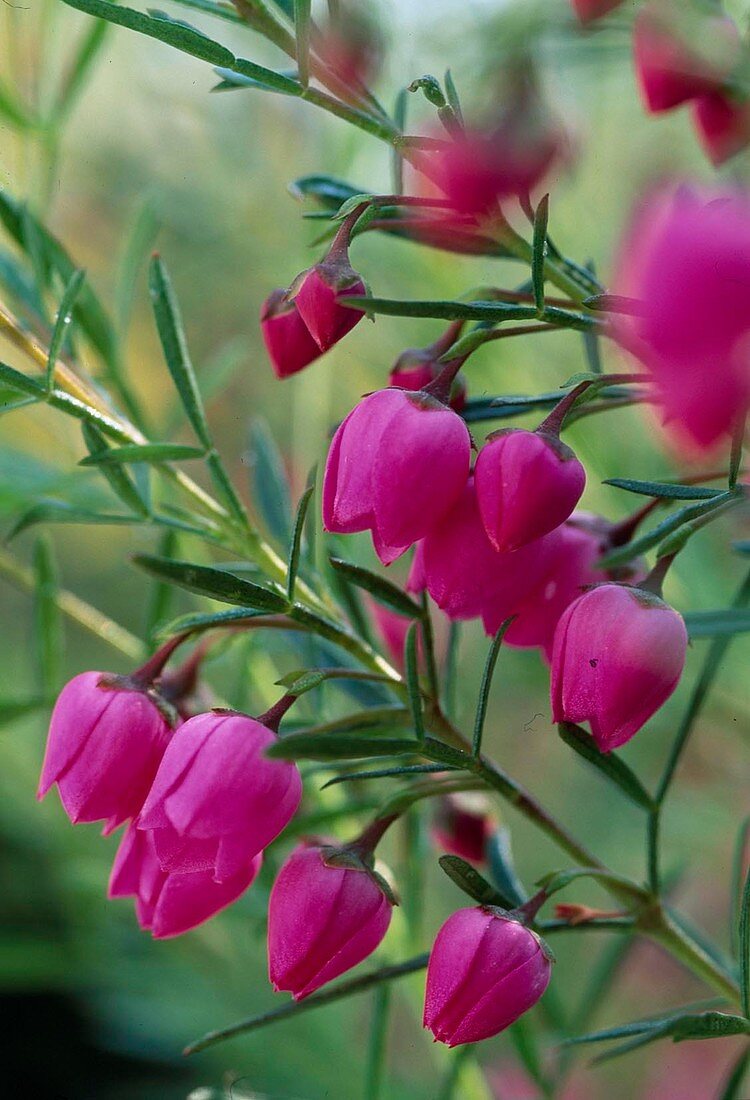 Boronia heterophylla