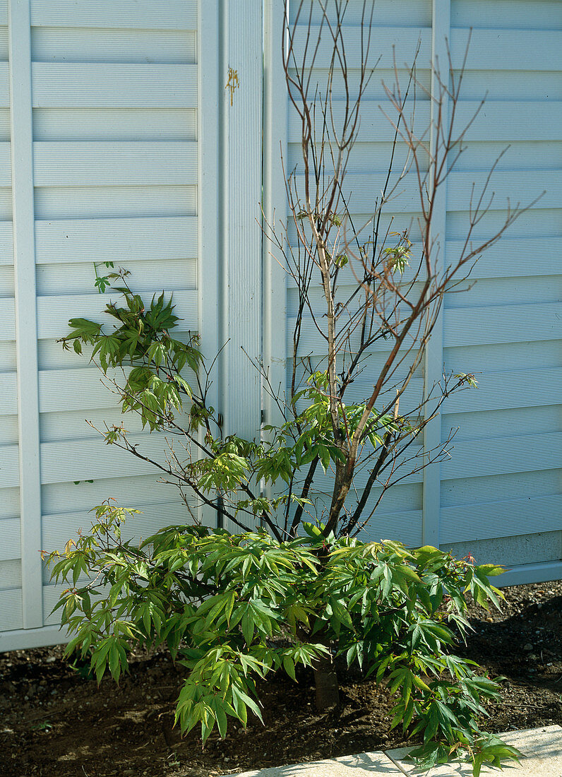 Acer palmatum (Japanese slash maple), dead branches