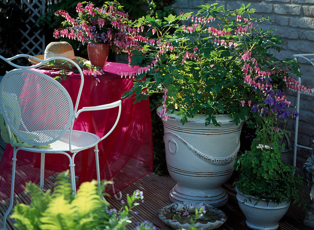 Terrasse mit Dicentra spectabilis (Tränendes Herz), Aquilegia