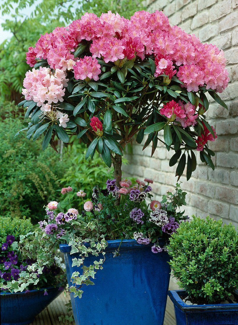 Rhododendron yakushimanum 'Floralies' unterbepflanzt