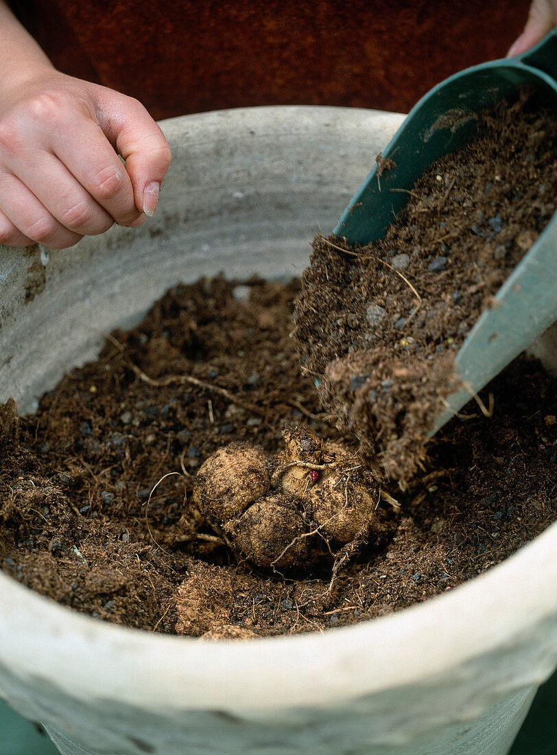 Planting dahlia bulb in spring