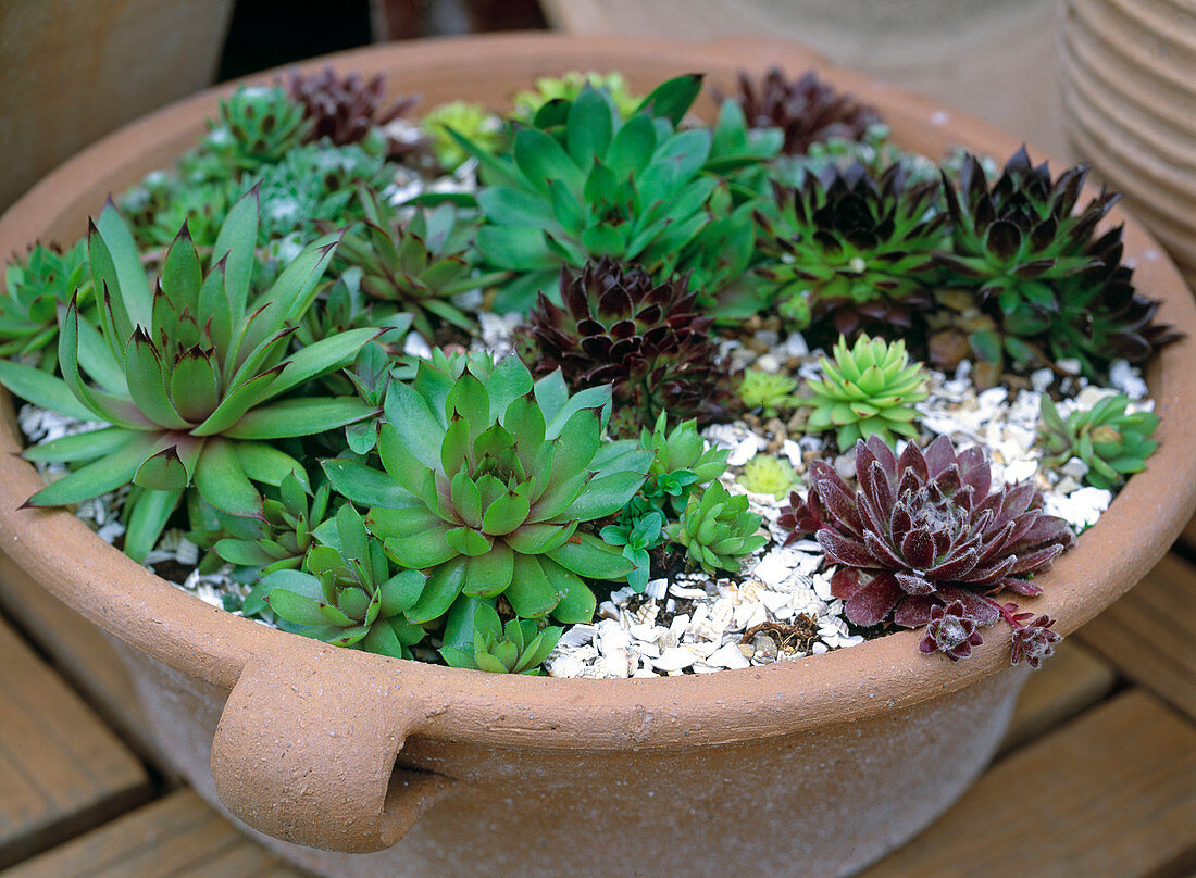 Various Sempervivum species in a shallow clay bowl