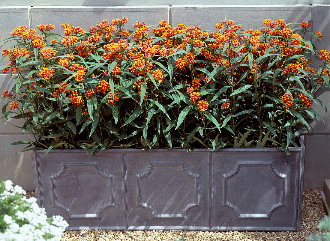 Asclepias tuberosa (silk plant) in a lead pot