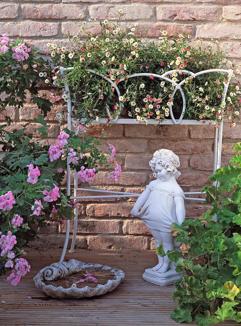 Blumenbank mit Erigeron karvinskianum (weißes Gänseblümchen)