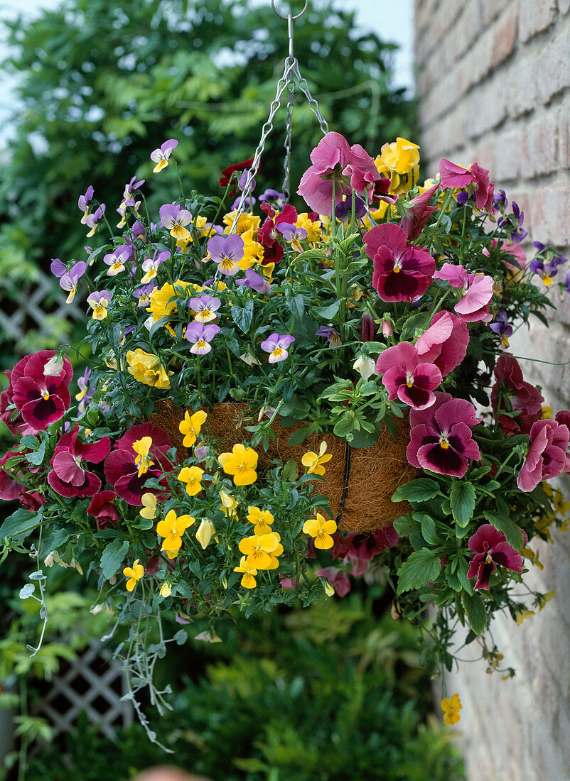 Hanging basket with Viola wittrockiana (pansy)