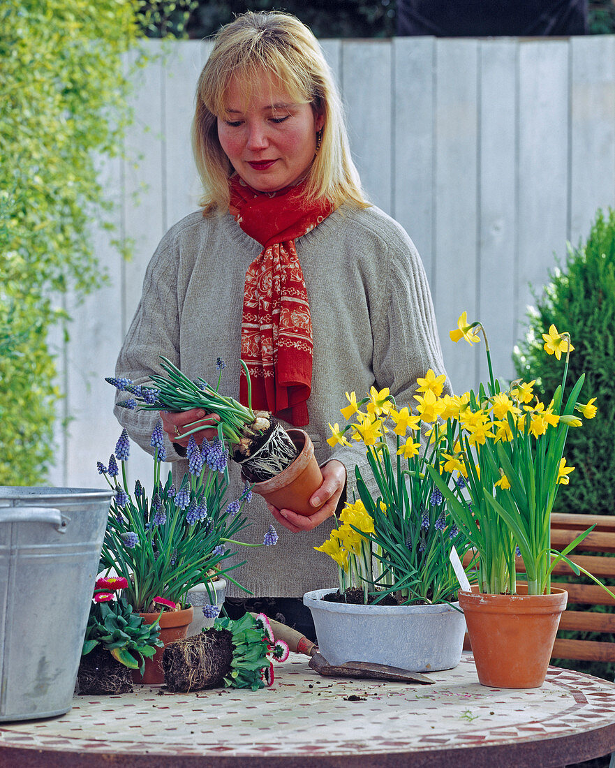 Plant bowl with iris, daffodils and bellis