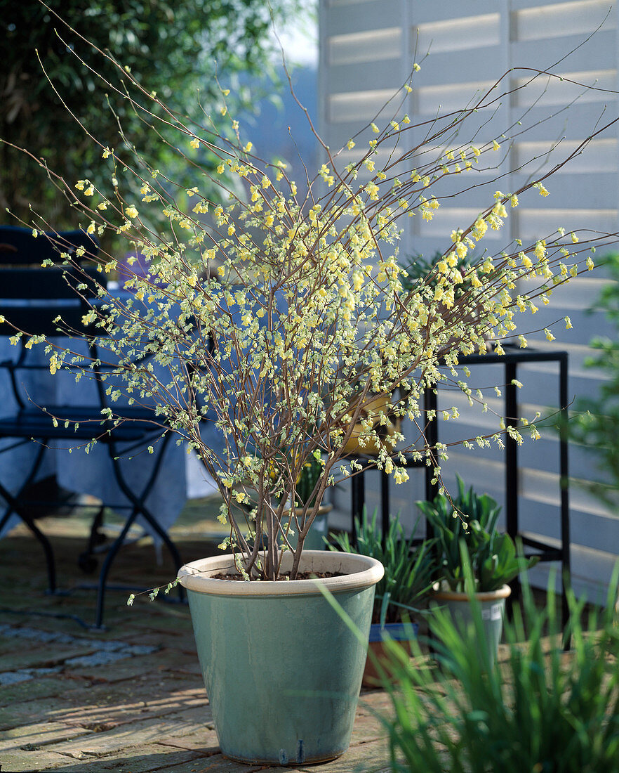 Corylopsis pauciflora