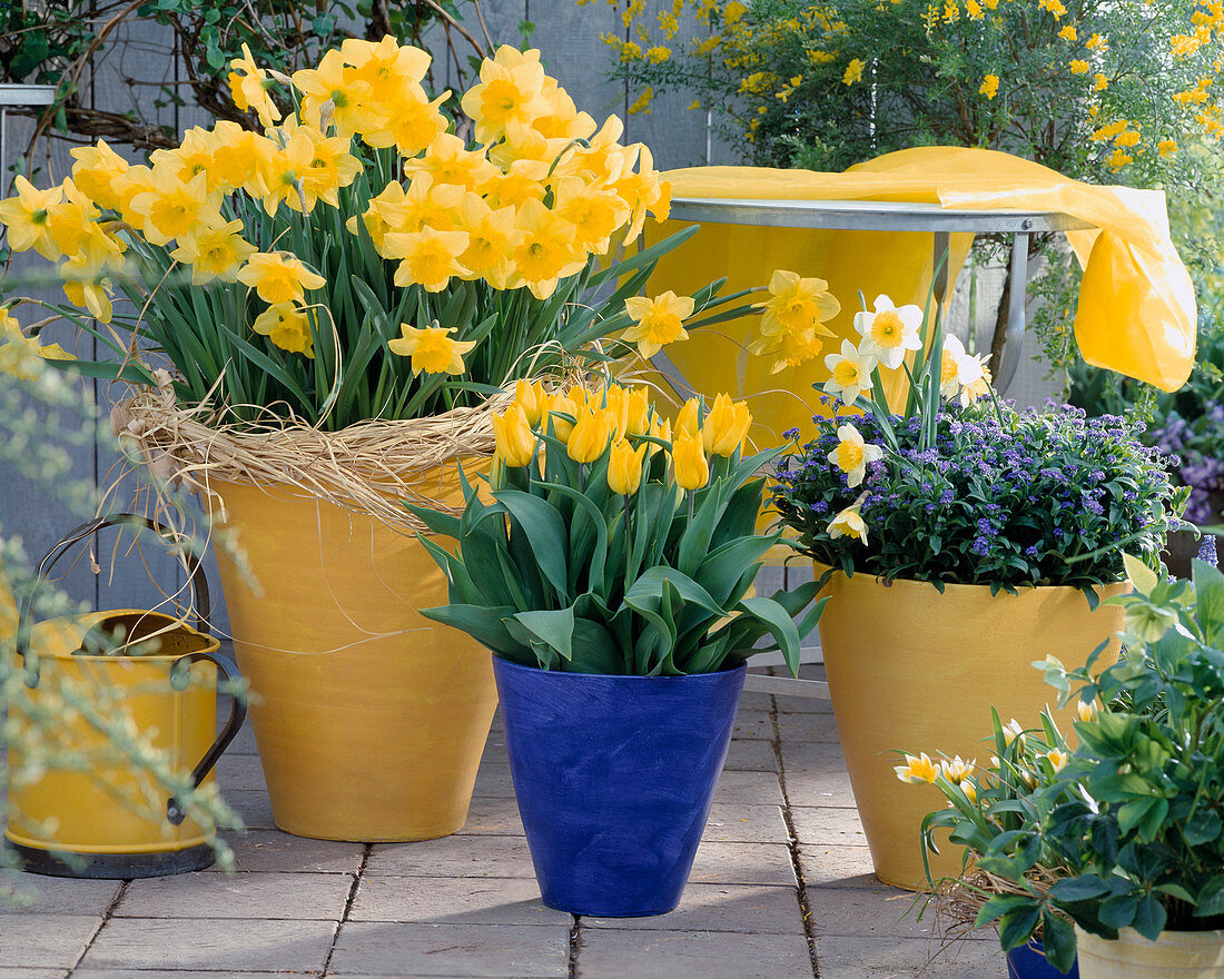 Tulipa tarda, Tulipa 'Yokochama', Myosotis, Narcissus