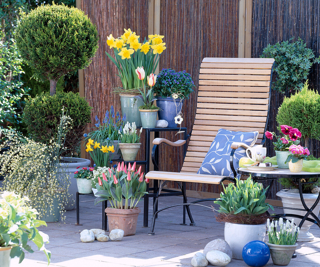 Terrace, Tulipa Authority, Narcissus, Muscari botryoides