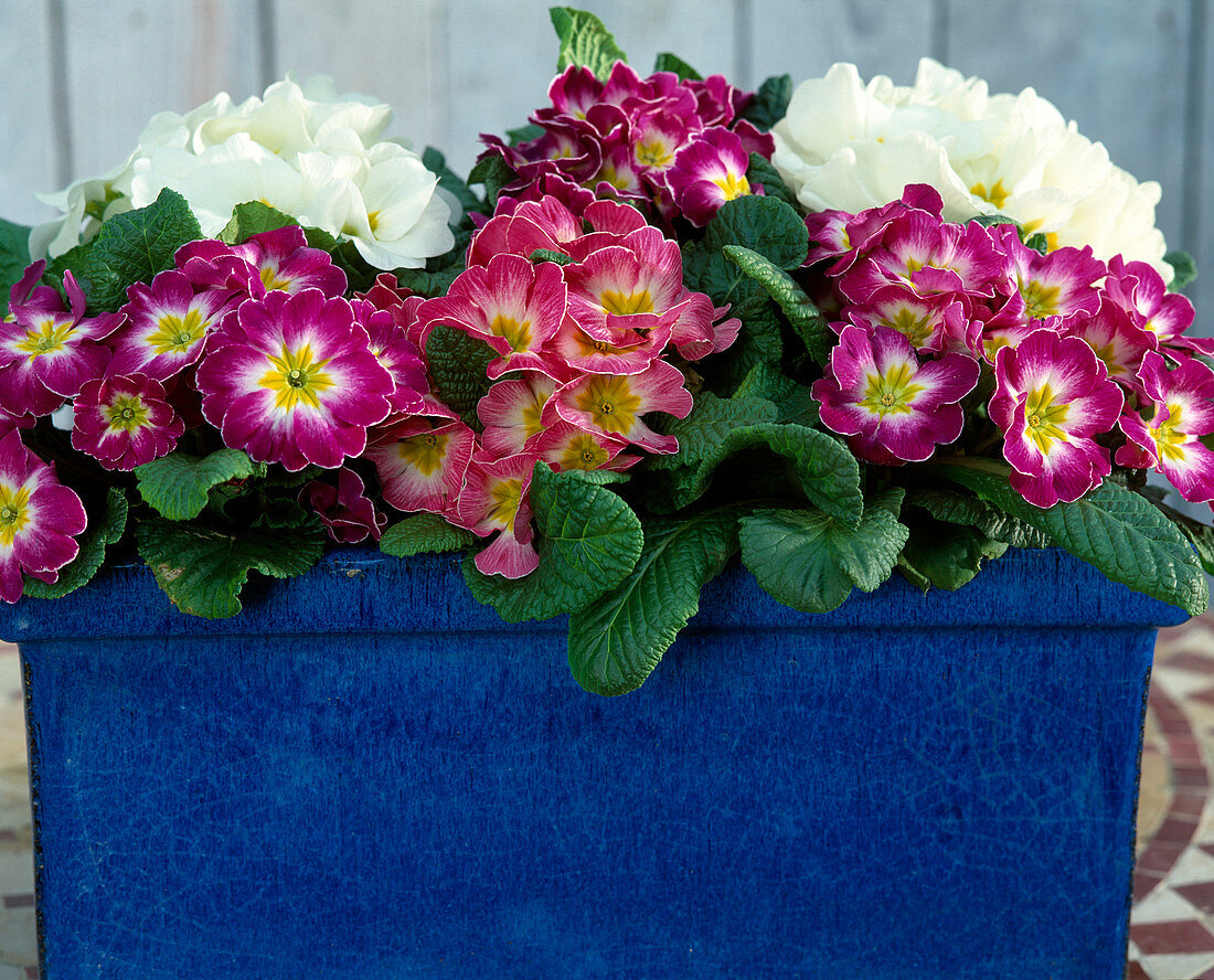 Petunia x atkinsiana 'Pink Wave'