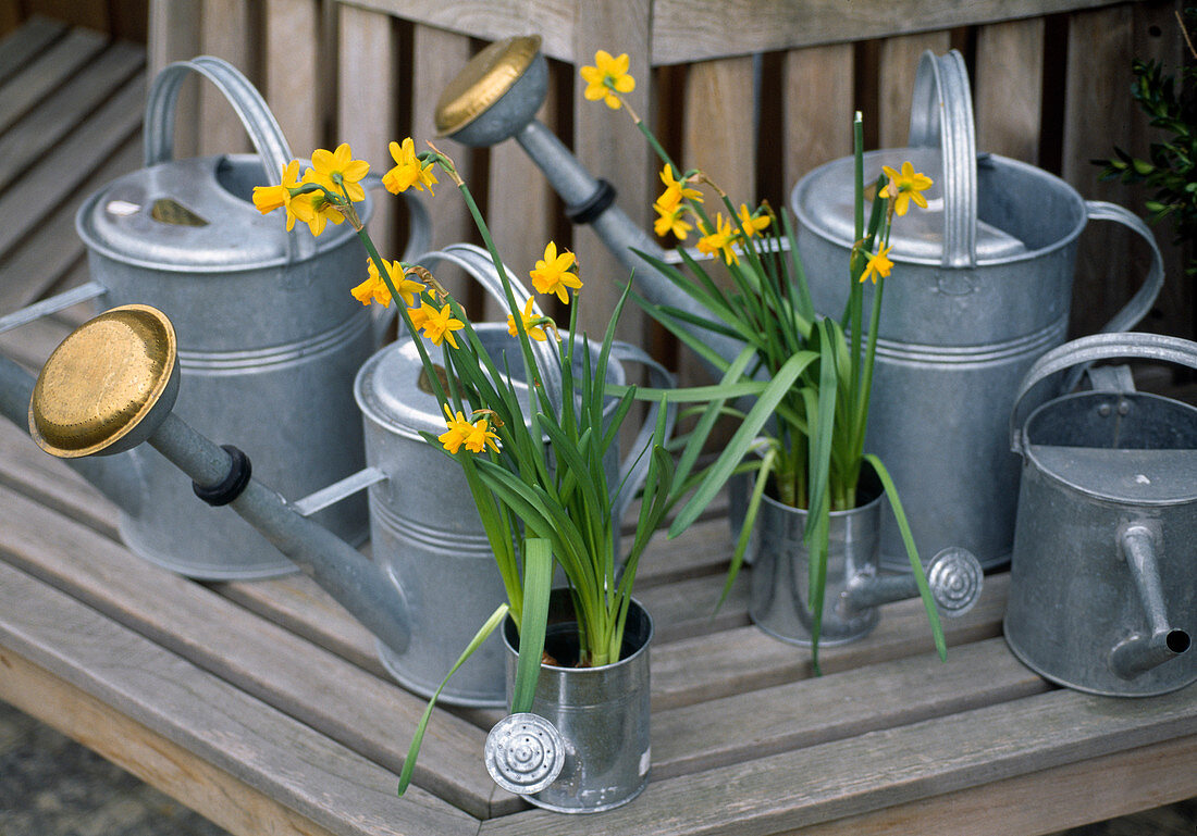 Narcissus 'Tete a Tete', in zinc watering can
