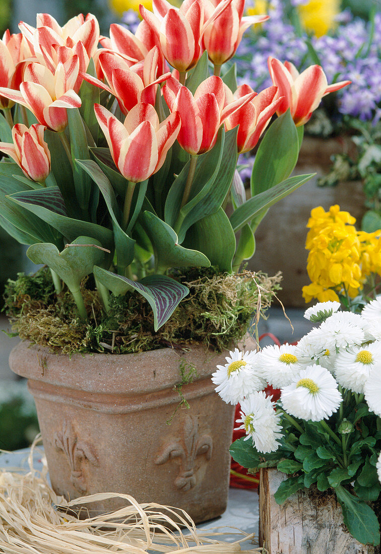 Tulipa 'Authority' (tulip), Bellis (daisy)