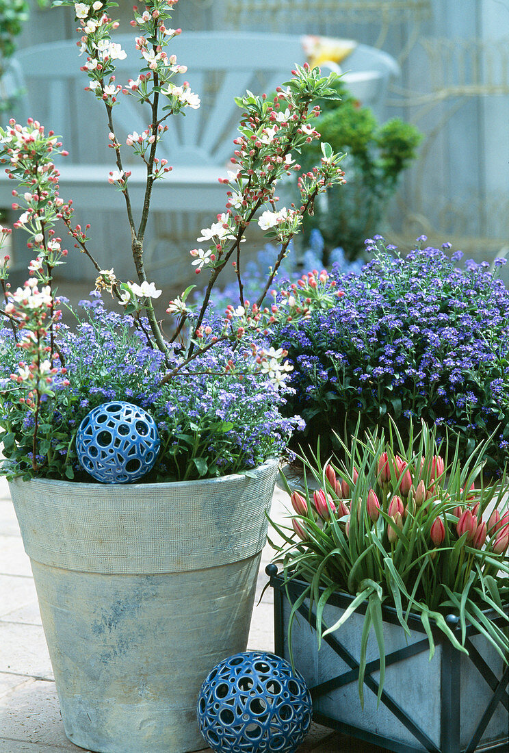 Topf mit Zwergäpfeln, Myosotis (Vergißmeinnicht)