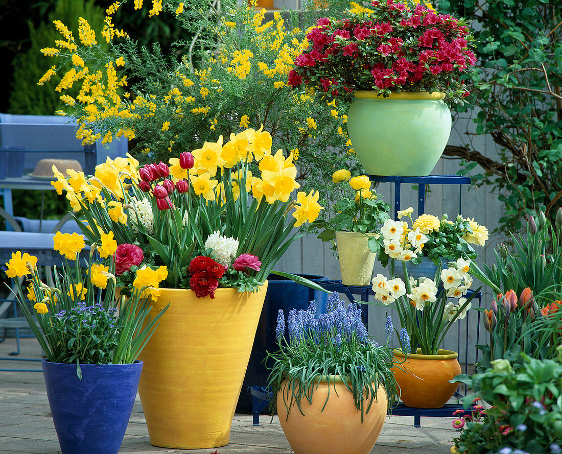 Etagere with Azalea, Narcissus hybrid 'Golden Harvest', Muscari