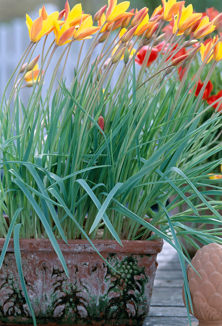 Tulipa clusiana var. chrysantha