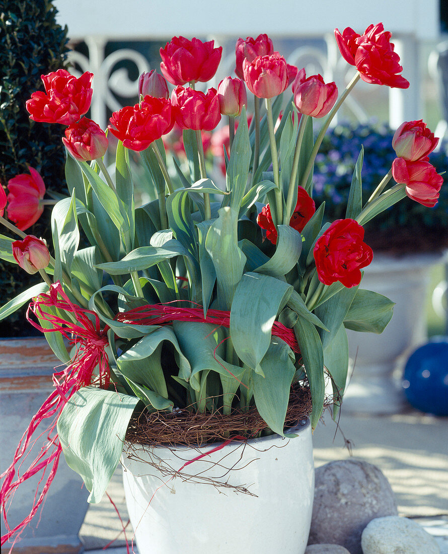 Tulip 'Abba'