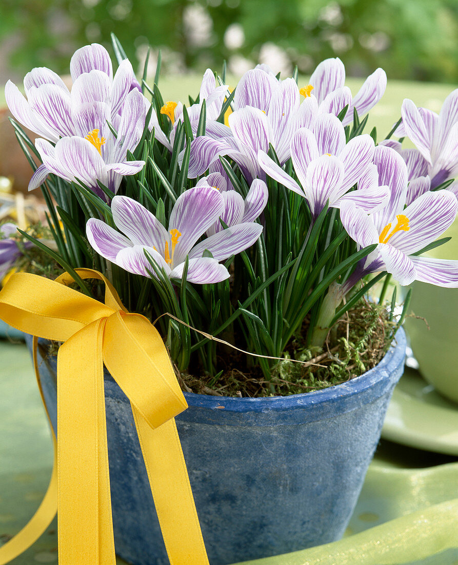 Crocus vernus