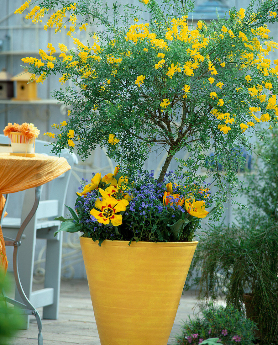 Cytisus racemosus (honeysuckle), Myosotis (forget-me-not)