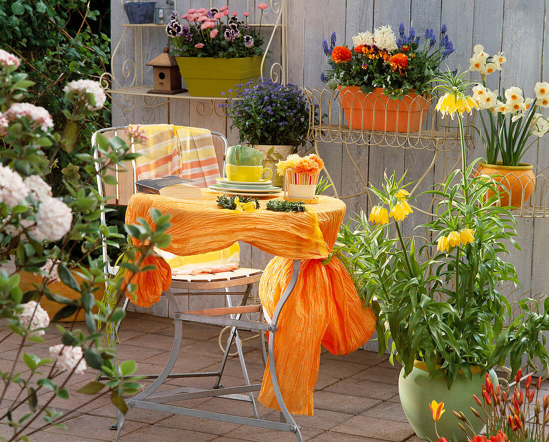 Terrace with Fritillaria (imperial crown), Myosotis