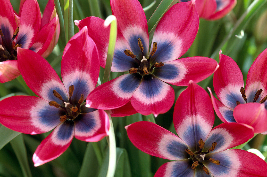 Tulipa 'Little Beauty'