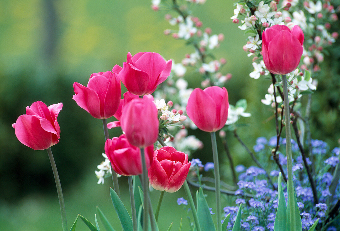 Tulipa hybrids