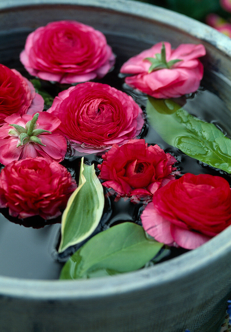 Ranunculus flowers in water