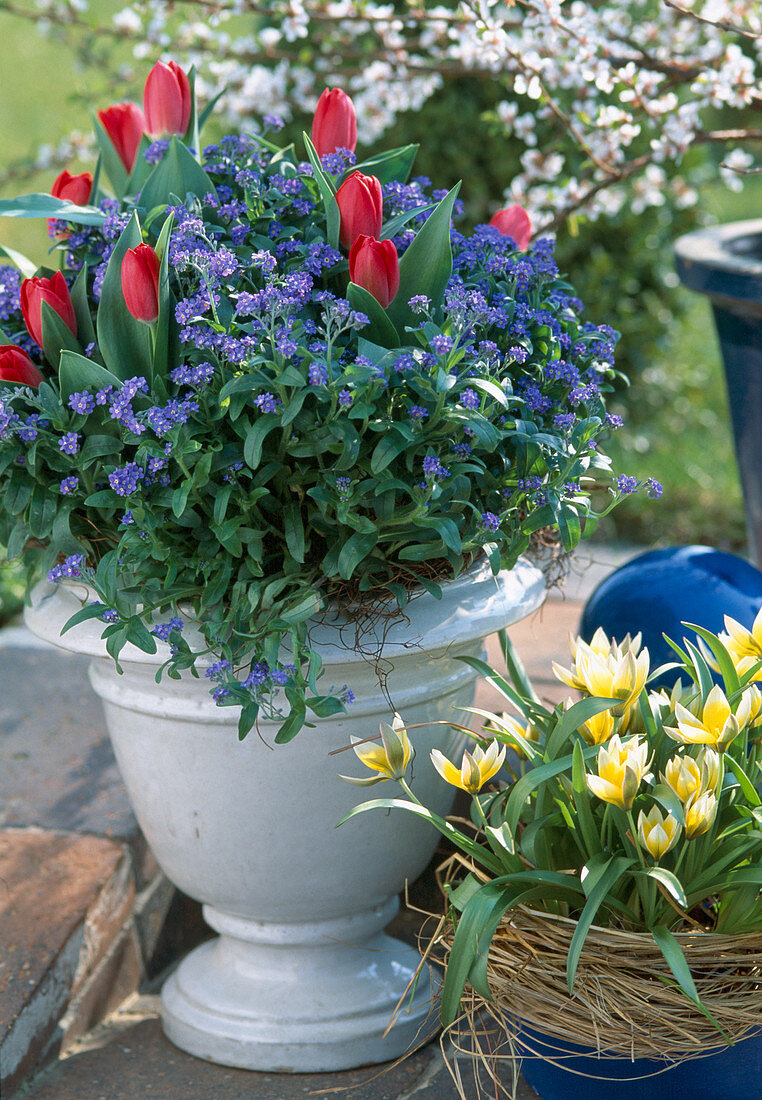 Bowl with Myosotis (forget-me-not), Tulipa hybr. (tulip)