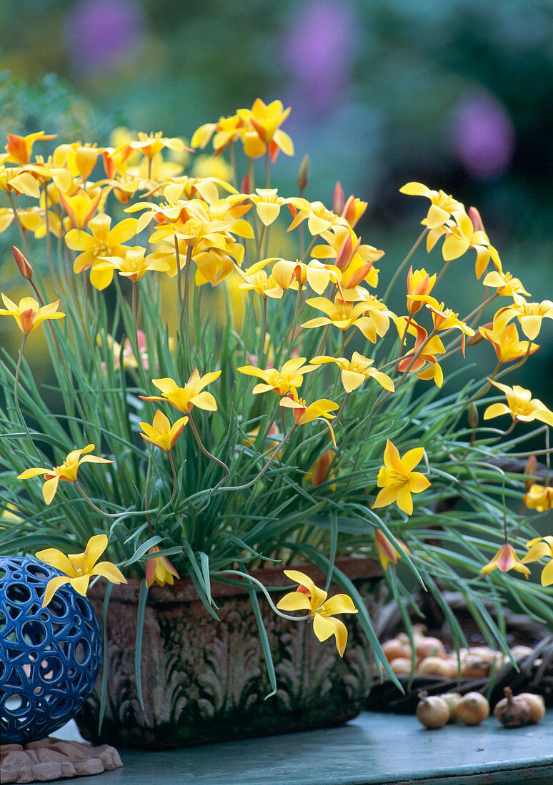 Tulipa clusiana var. Chrysantha