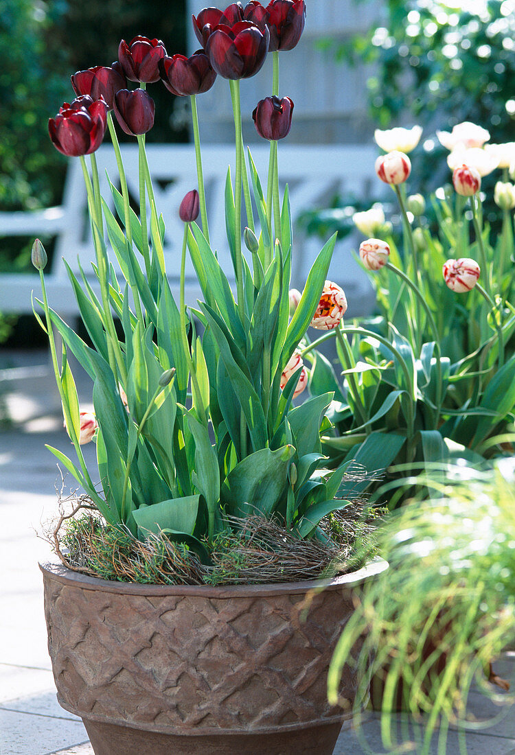 Tulipa hybrida 'Queen of the Night'