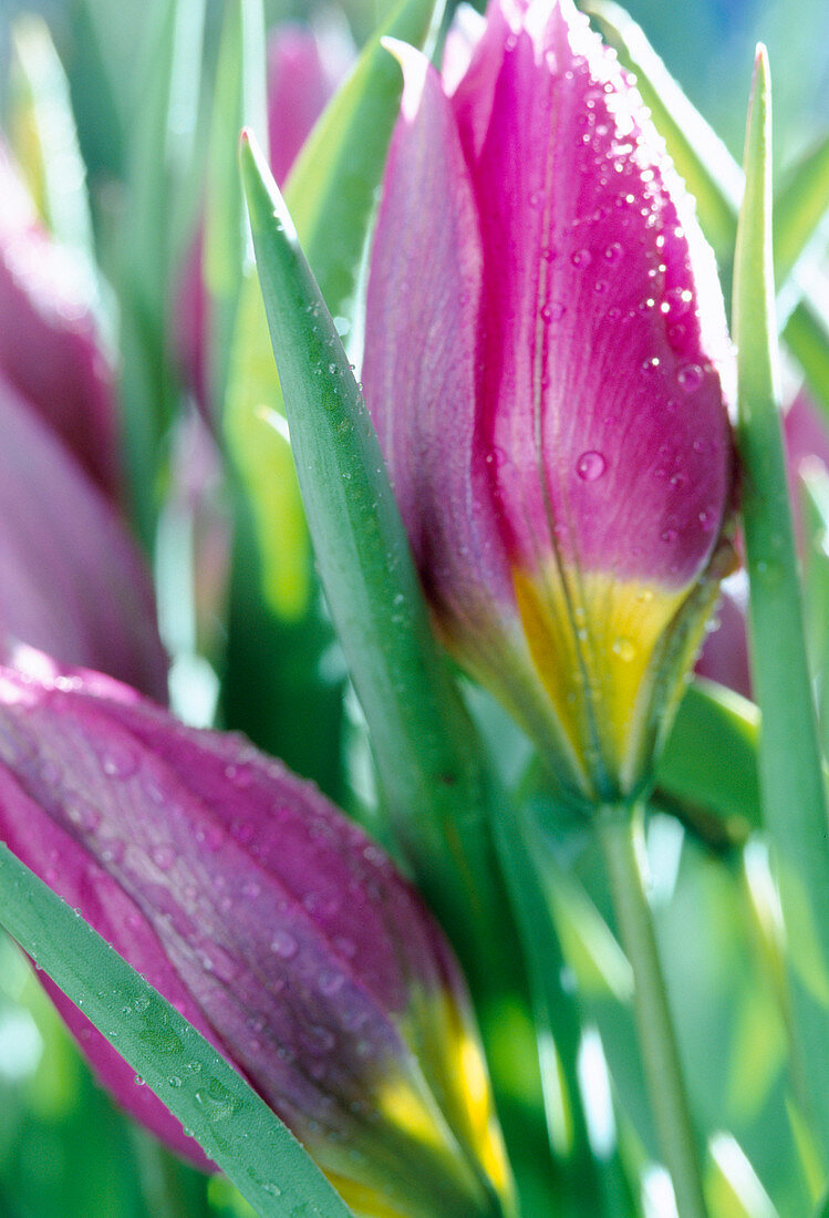 Tulipa pulchella Violaceae