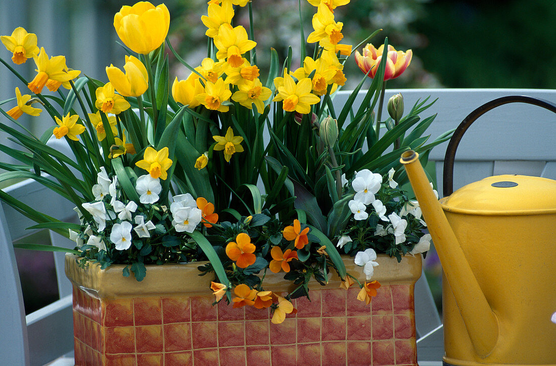 Box with Narcissus 'Tete A Tete', viola cornuta