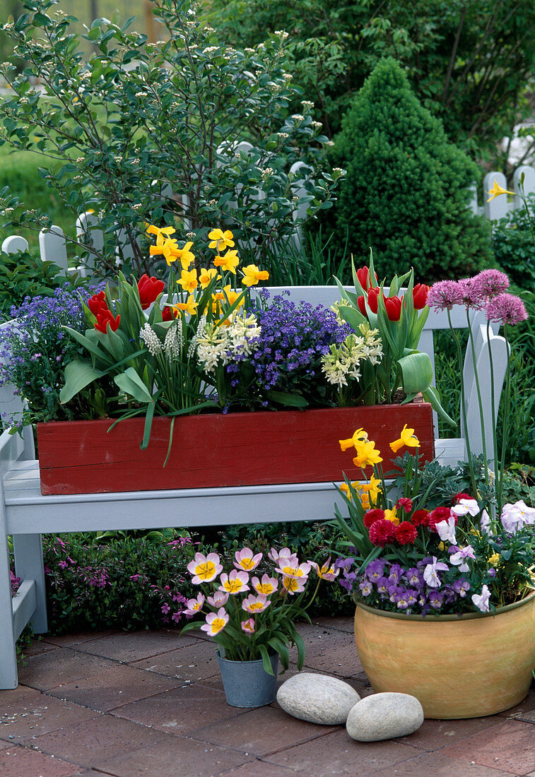 Schale-Viola / Stiefmütterchen, Ranunculus, Narcissus, Allium