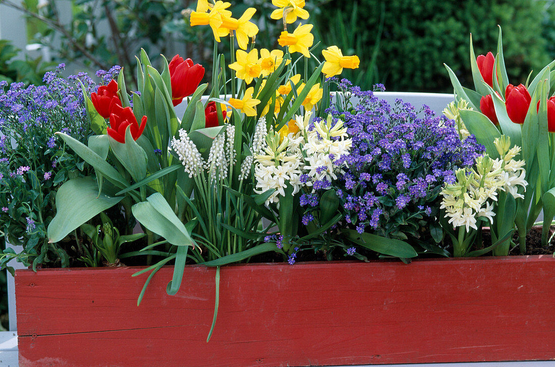 Tulipa, Hyacinthus, Narcissus, Muscari botryoides (white)