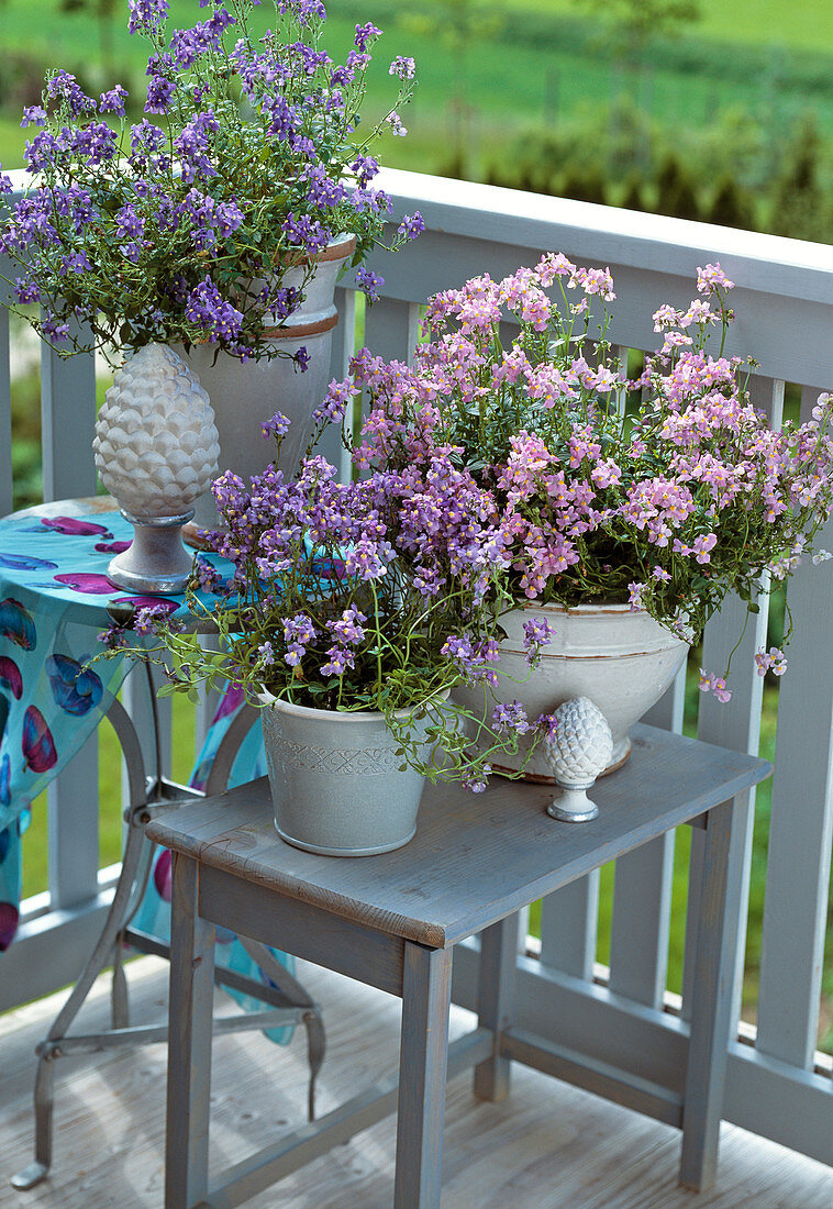 Nemesia fruticans 'Blue Bird', 'Melanie' (Pink)