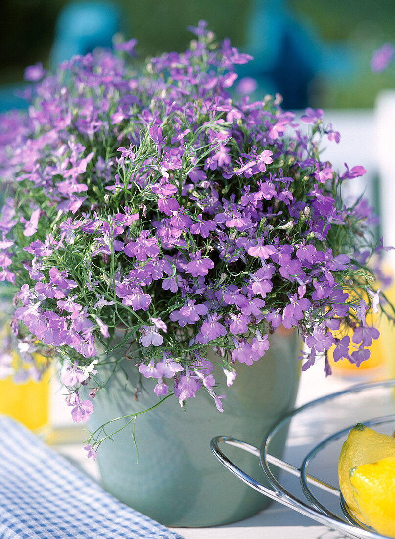 Lobelia erinus 'Cambridge Blue'