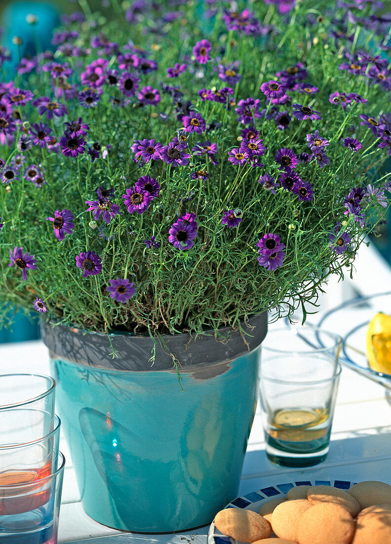 Brachyscome iberidifolia 'Bravo Violett' (Blaues Gänseblümchen)