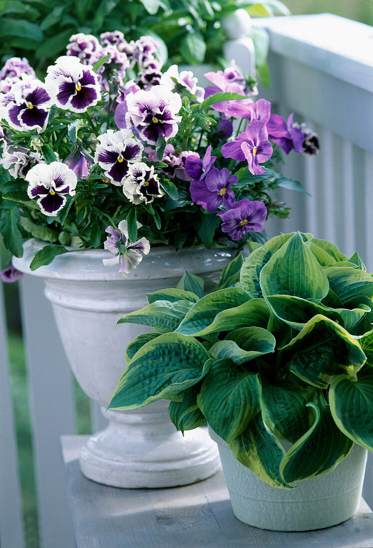 Viola wittrockiana 'Princess deep Purple', 'Orchi Blau-Weiß',