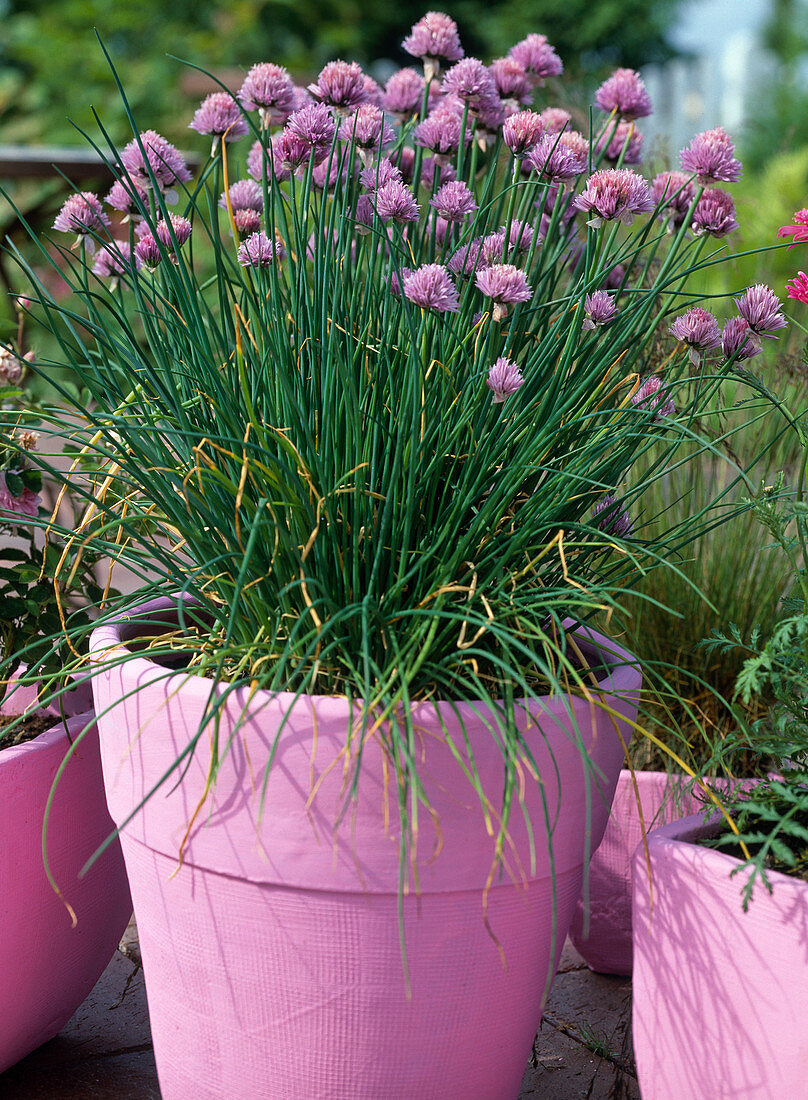 Allium schoenoprasum, blühender Schnittlauch