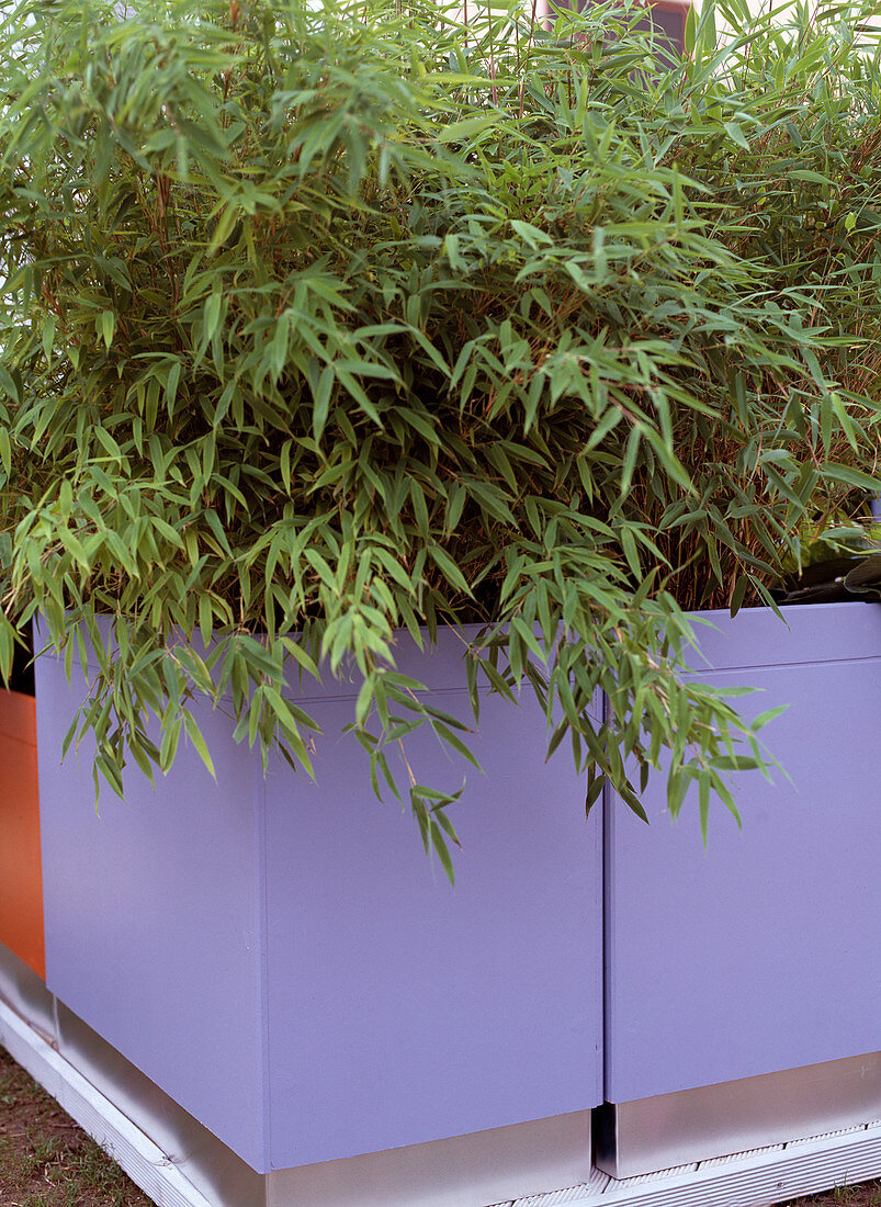 Sinarundinaria (garden bamboo)