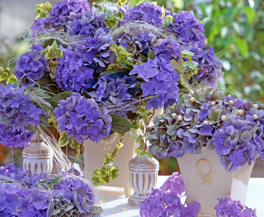 Hydrangea macrophylla 'Blue Tit'