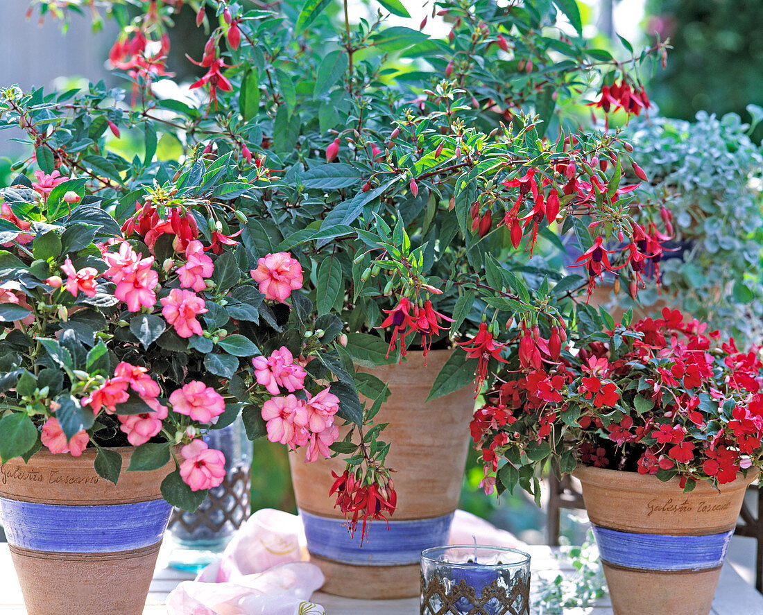 Impatiens 'Orchid Rose', Fuchsia 'Vielliebchen', Impatiens