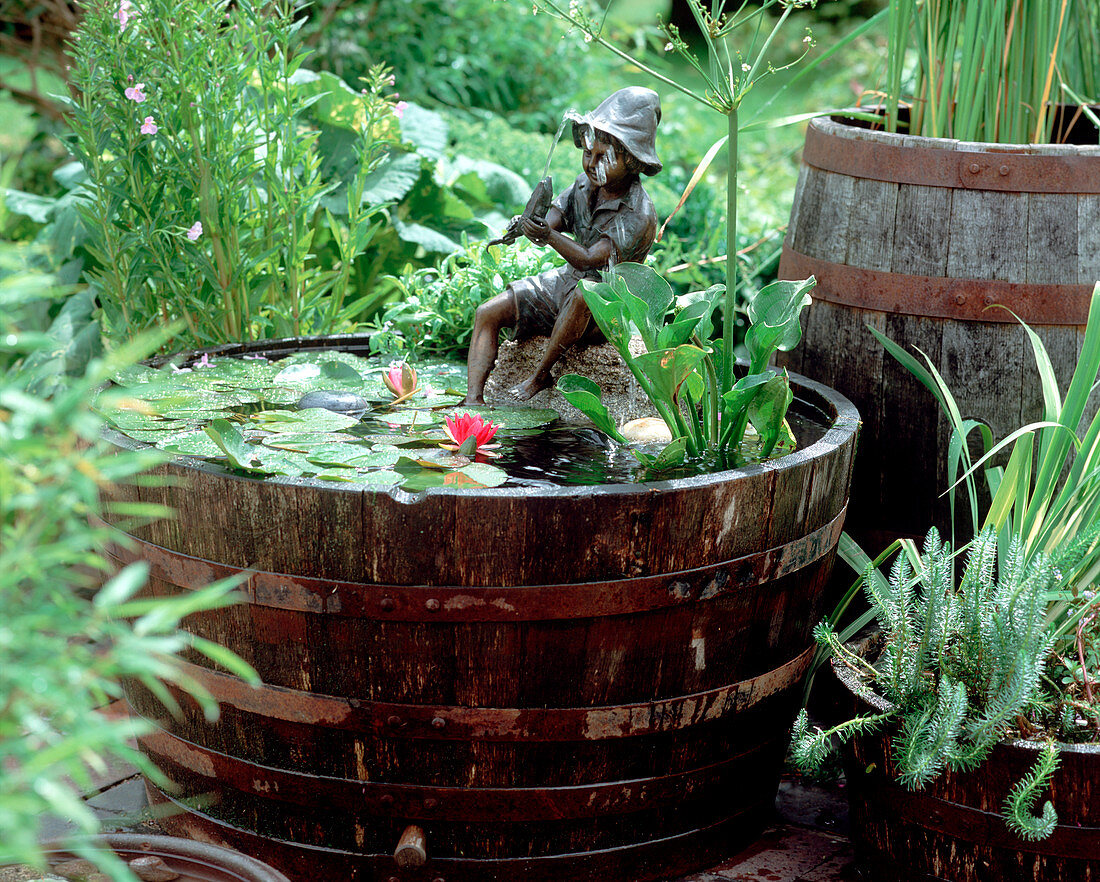 Wooden water barrel with Nymphaea 'Froebelii' (bad weather water lily)
