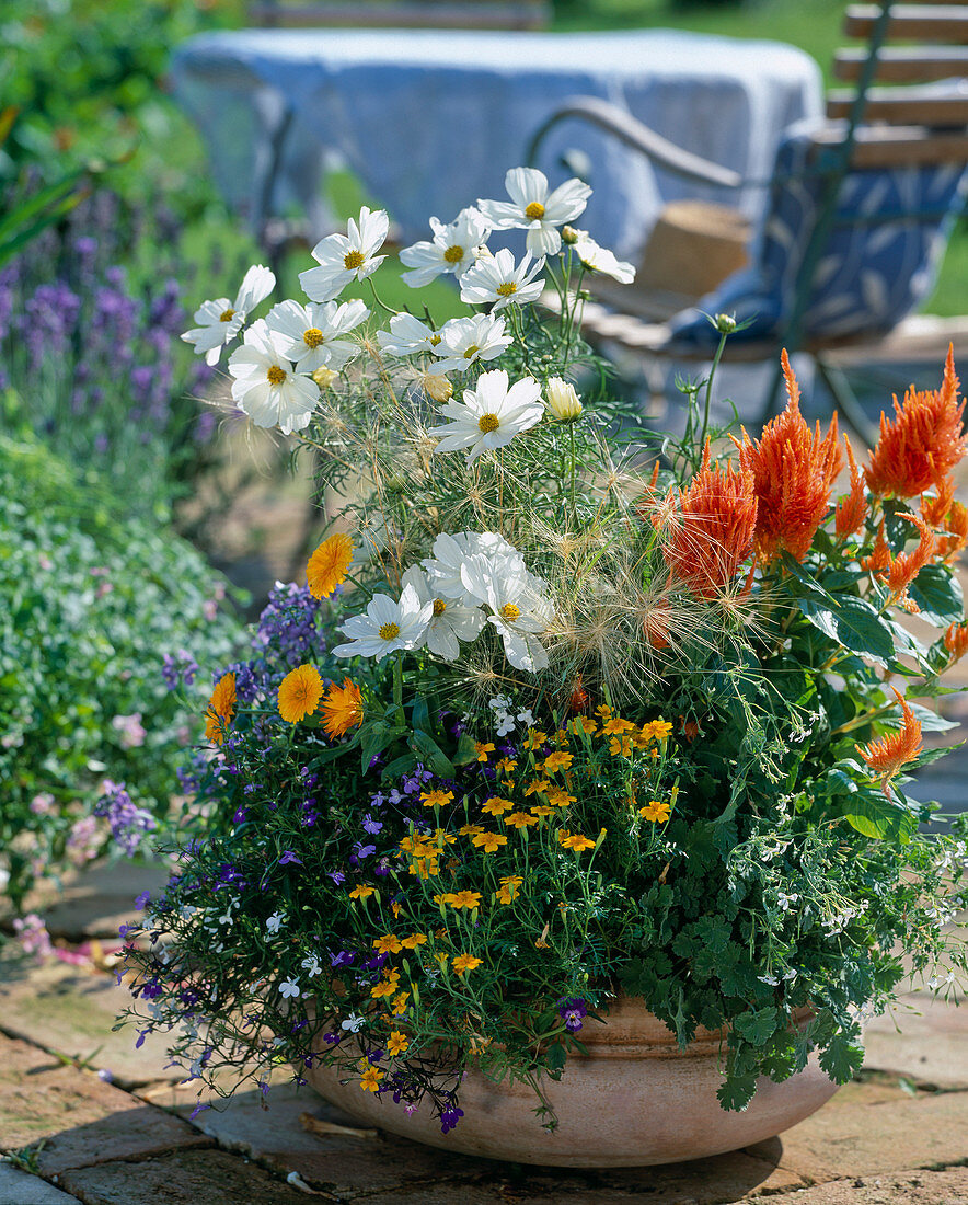 Cosmos bipinnatus 'Purity' (Jewel Basket), calendula