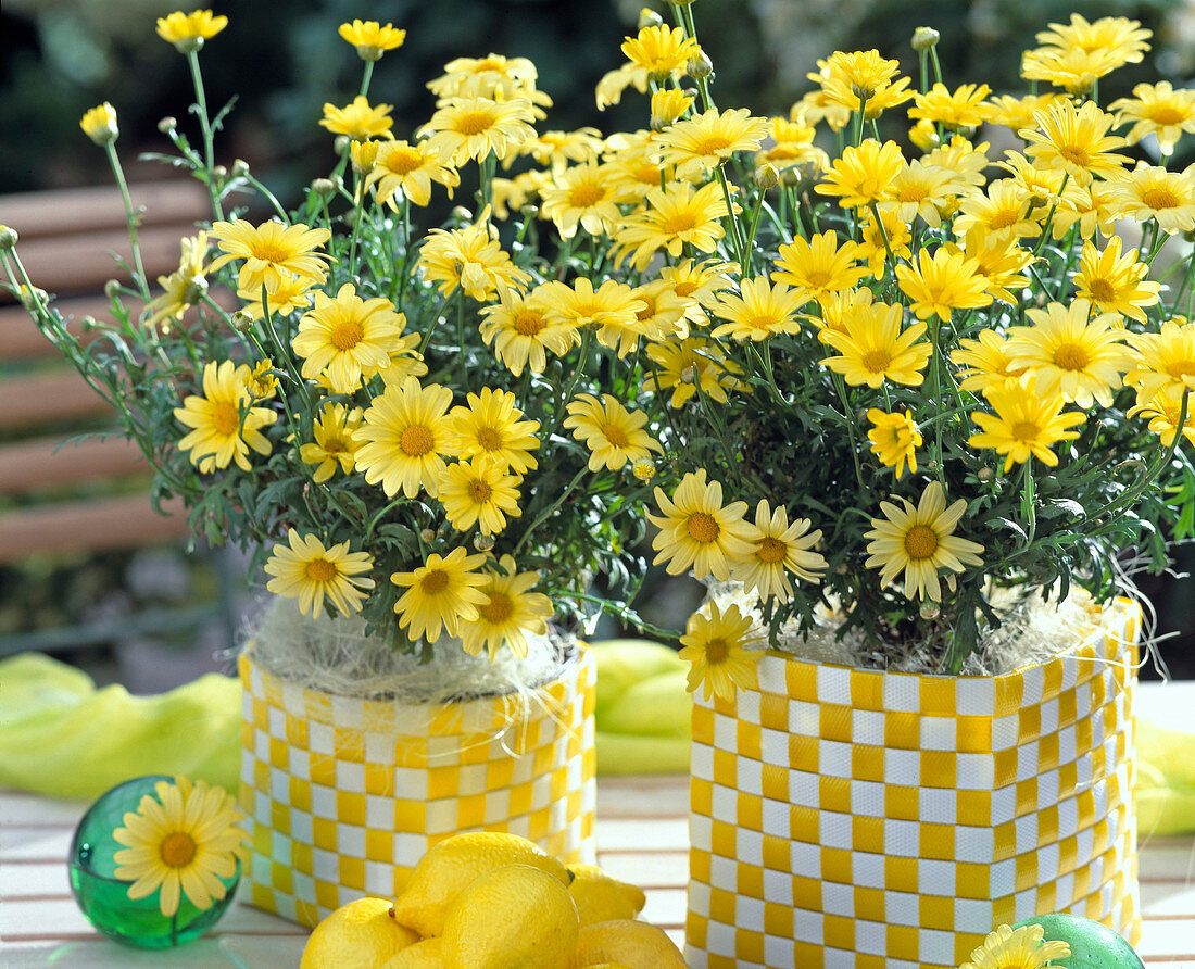 Argyranthemum frutescens 'Butterfly' (Margerite)